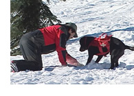 雪山での救助犬